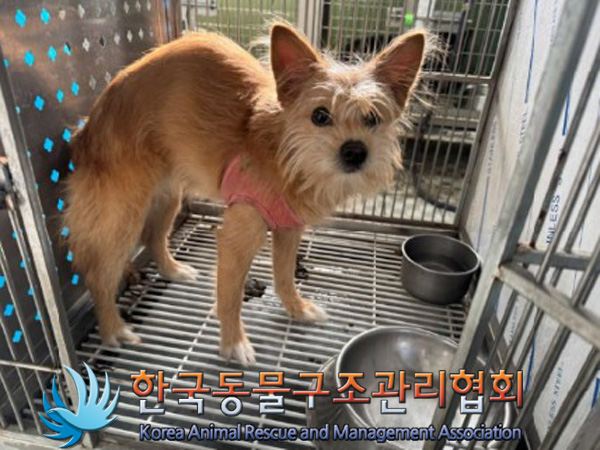 한국동물구조관리협회_441560202500148